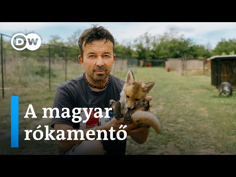 „Ma Magyarországon rókát menteni nem lehetne” | Norbert mégis a rókamentésre tette föl az életét