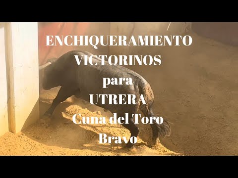 🧲ENCHIQUERAMIENTO de Nuestros Toros VICTORINOS para UTRERA Cuna del Toro