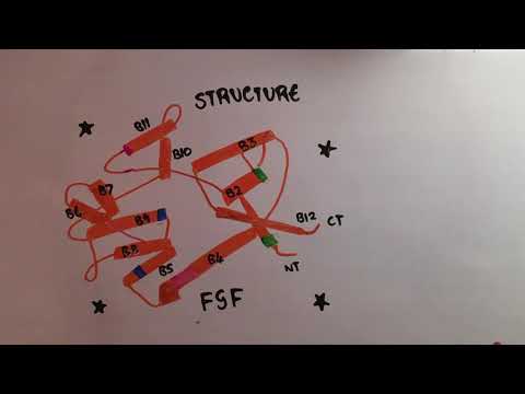 FGF - "Draw My Life"