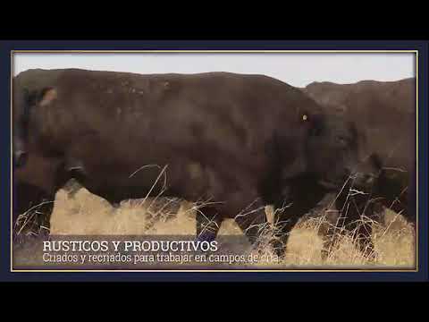 Cabaña Don Romeo machos Negros