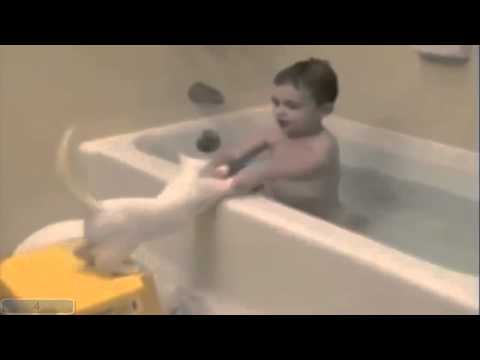 Best 10 Cat Videos Of All Time