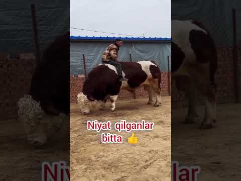 Shohimardon soylari. #shohimardonsoylari