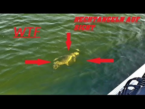 KRASSES Hechtangeln auf SICHT  (Hechtangeln mit dem Chatterbait Clone Frog)