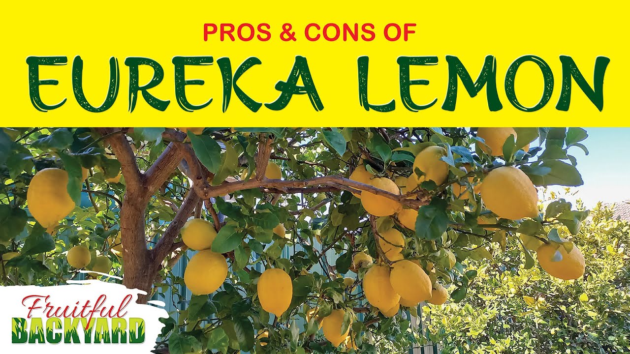 Eureka Lemon Tree: Pros, Cons, and What I Learned After 14 Years of Growing It. #fruitful tree