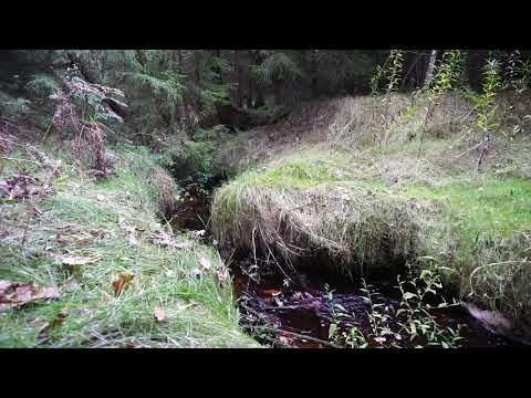 Waldbach - Entspannung - Natur