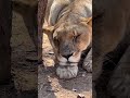Tired Lion Uses Paw For Pillow