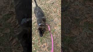 Video preview image #1 Labrador Retriever-Unknown Mix Puppy For Sale in The Woodlands, TX, USA