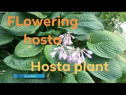 download lagu mp3 mp4 Do All Hostas Bloom, download lagu Do All Hostas Bloom gratis, unduh video klip Do All Hostas Bloom