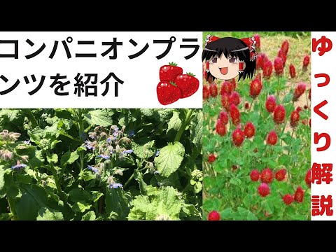野菜、ハーブ、花の中でイチゴに最適なコンパニオンプランツは何ですか?  庭園