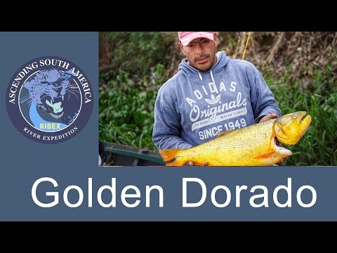 ASCENDING SOUTH AMERICA | The Golden Dorado