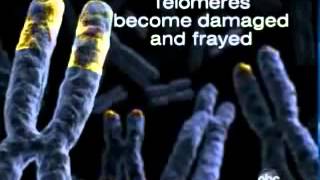 Telomeres    The New Anti Aging Miracle to Reverse Aging   YouTube 360p