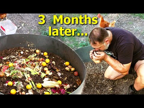 What Happened to the Chicken Compost Making Ring 3 Months Later?
