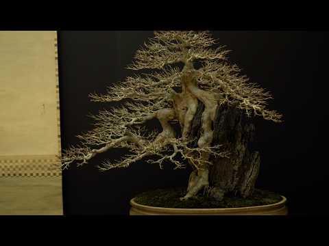 Taikanten Bonsai exhibition 2025, Kyoto