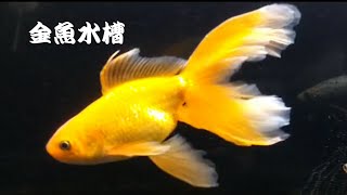 【金魚】主文金＆雅錦【水槽】