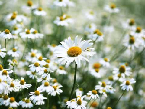 Espírito Santo - Ednaldo Mendes