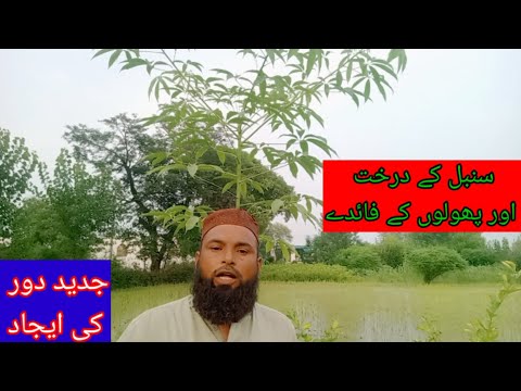 سمبل کے درخت کے فائدے/Benefits of sambal tree