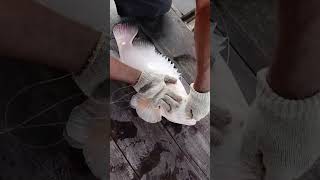 Download lagu mancing kerapu albino mp3 Download lagu mancing kerapu albino mp3