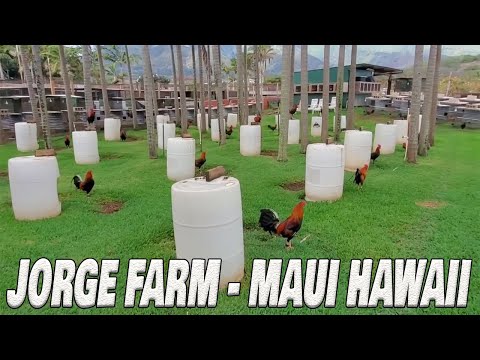 Beautiful JORGE FARM Hawaii Farm Visit - Dink Sweater Brownred