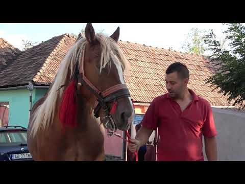 Armasarul lui Adi de la Calnic, Alba - 2020 Nou!!!