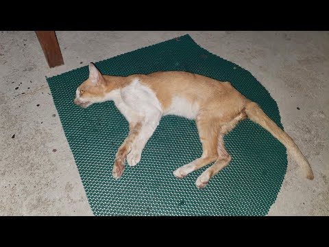 Cats Dehydration and Diarrhea Cure Medicines