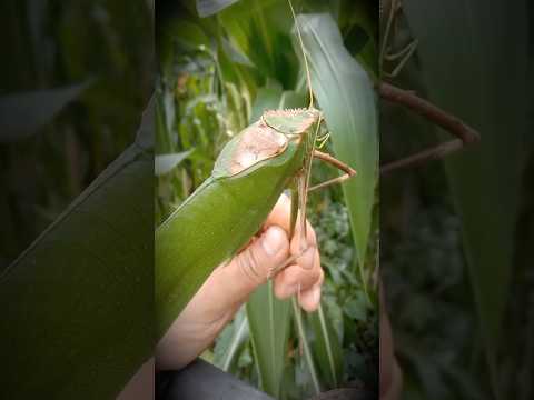 اغرب اصوات للحيوانات في العالم جـ1