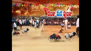 Sankranthi Celebrations  Kodi Pandalu and Sheep Fi