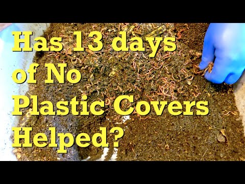 13 days after "buddy" worm bins fed & 1 wet bin was left uncovered - vermicompost