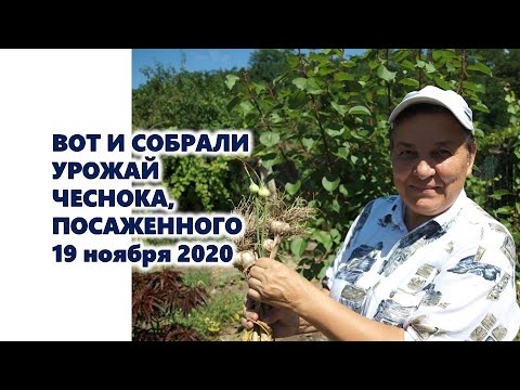 , title : 'Вот и собрали урожай озимого чеснока, посаженного 19 ноября 2020 года по новой технологии'