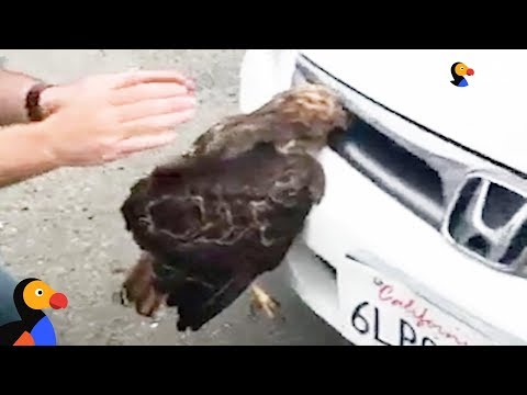 Hawk Stuck In Car Grille Was So Glad Someone Helped Him Escape | The Dodo