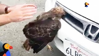 Hawk Stuck In Car Grille Was So Glad Someone Helped Him Escape | The Dodo