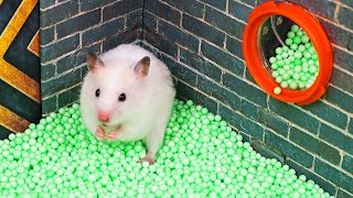 Hamster Underground Maze