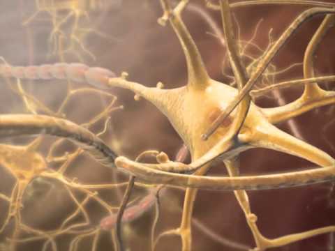 Neuron Function: Learn@Visible Body