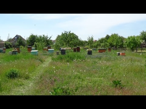 Акация не всегда радует пчеловода на пасике