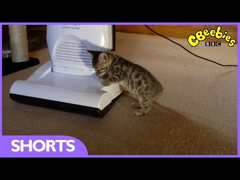 CBeebies: Cute kittens jump at vacuum cleaner - Meet The Kittens