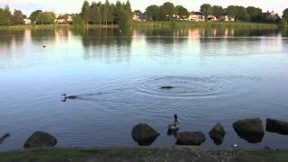 preview picture of video 'Tarnfield Park, Yeadon, Leeds, UK - 25th June, 2012 (1080 HD)'