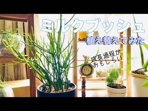 フィンガーブッシュ 植物