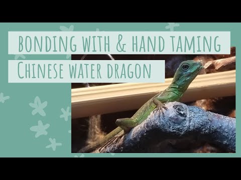 image-How do I know if my water dragon is happy?