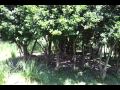 White Bearded Wildebeest Gnu From Kilimanjaro Safari In Walt Disney World S Animal Kingdom