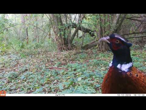 Wildcamerabeelden Dijleland (Vlaams-Brabant) - september en oktober 2019
