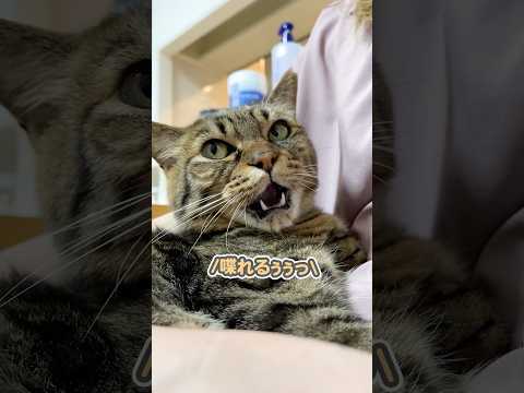 実は人間ではなくて、猫であると伝えてみたら…