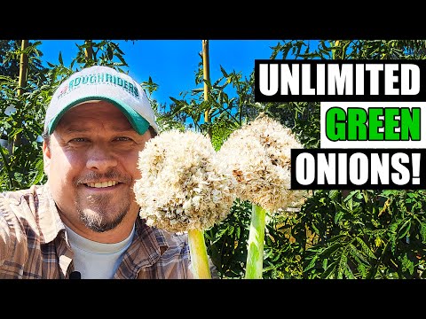 How To Grow An Onion From An Onion Bottom 2019