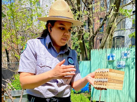 Bees Please: A Guide to Creating Habitat for Native Pollinators