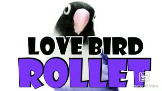 Download lagu LOVE BIRD Gaya Unik NGEKEK Sambil Muter Muter mp3 Download lagu LOVE BIRD Gaya Unik NGEKEK Sambil Muter Muter mp3