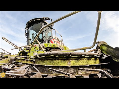 Claas Jaguar 950 Maishäcksler-Land  Mais hakseln 2019