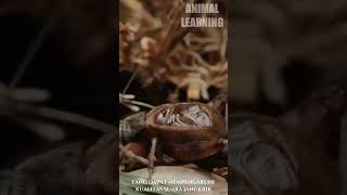 Download lagu JANGKRIK || SERANGGA YANG MEMPUNYAI SUARA UNIK mp3