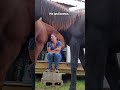 A Gentleman In A Horse S Body 🥹 Horse Wholesome Gentleman Love Heartwarming Foryou Fyp