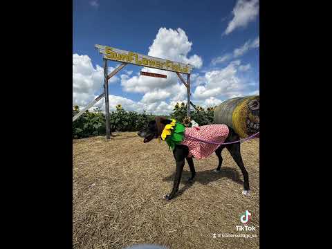 Shanice is a 6 yr old Retriever mix. She's been at the SA Humane Society since July! Give her a home