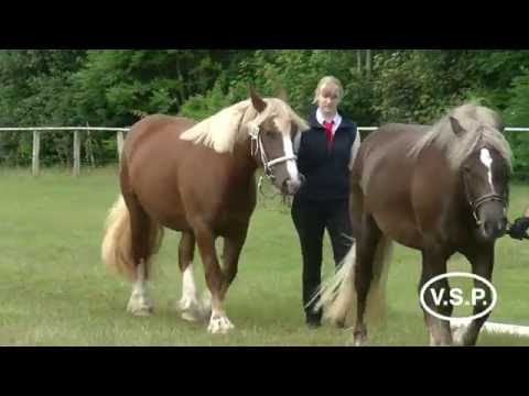 Stuteneintragung Pferdestammbuch SH/HH - Schrittring Schleswiger Kaltblut