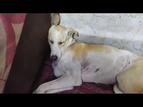 Watch till the end.....support dog's.. love dogs..#shorts#viralshorts #trendingshorts #youtubeshorts