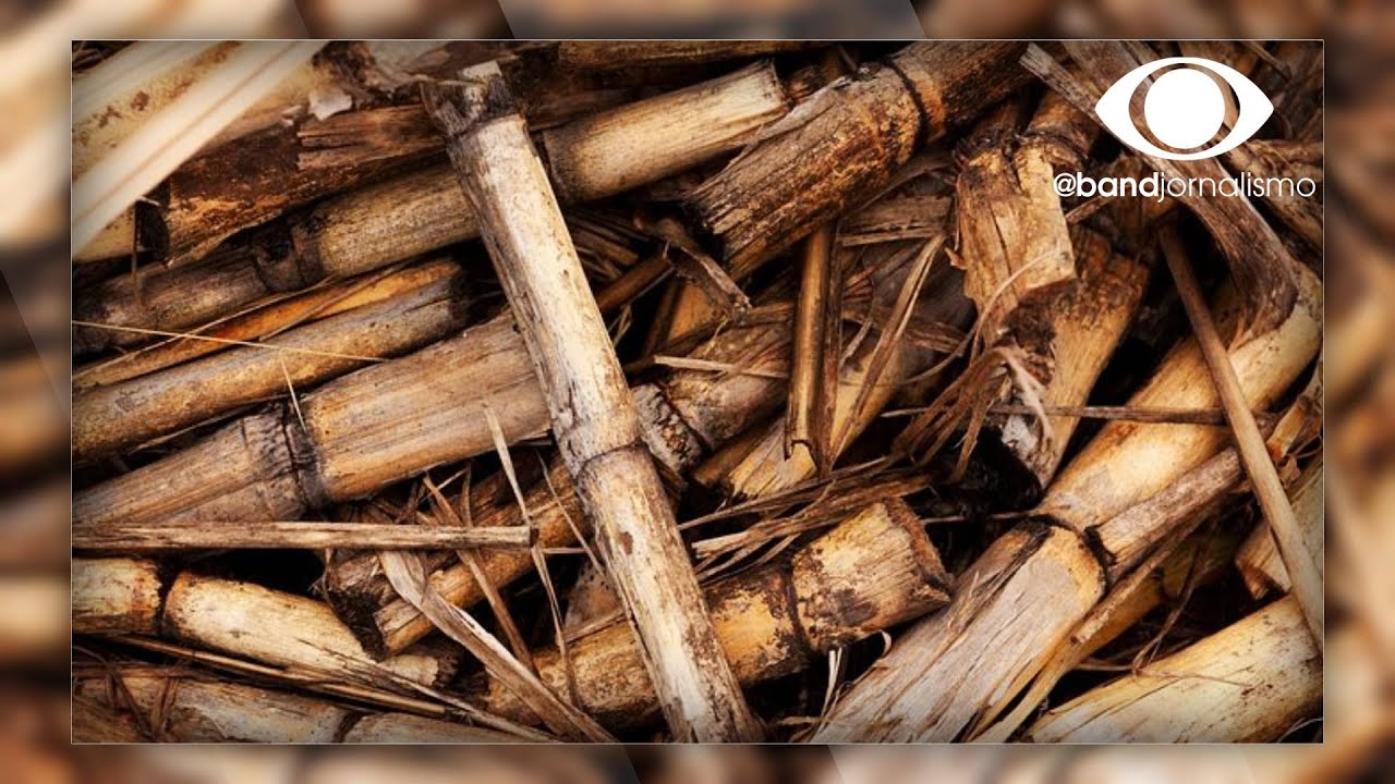 Energia limpa: biomassa vai gerar mais energia ao país